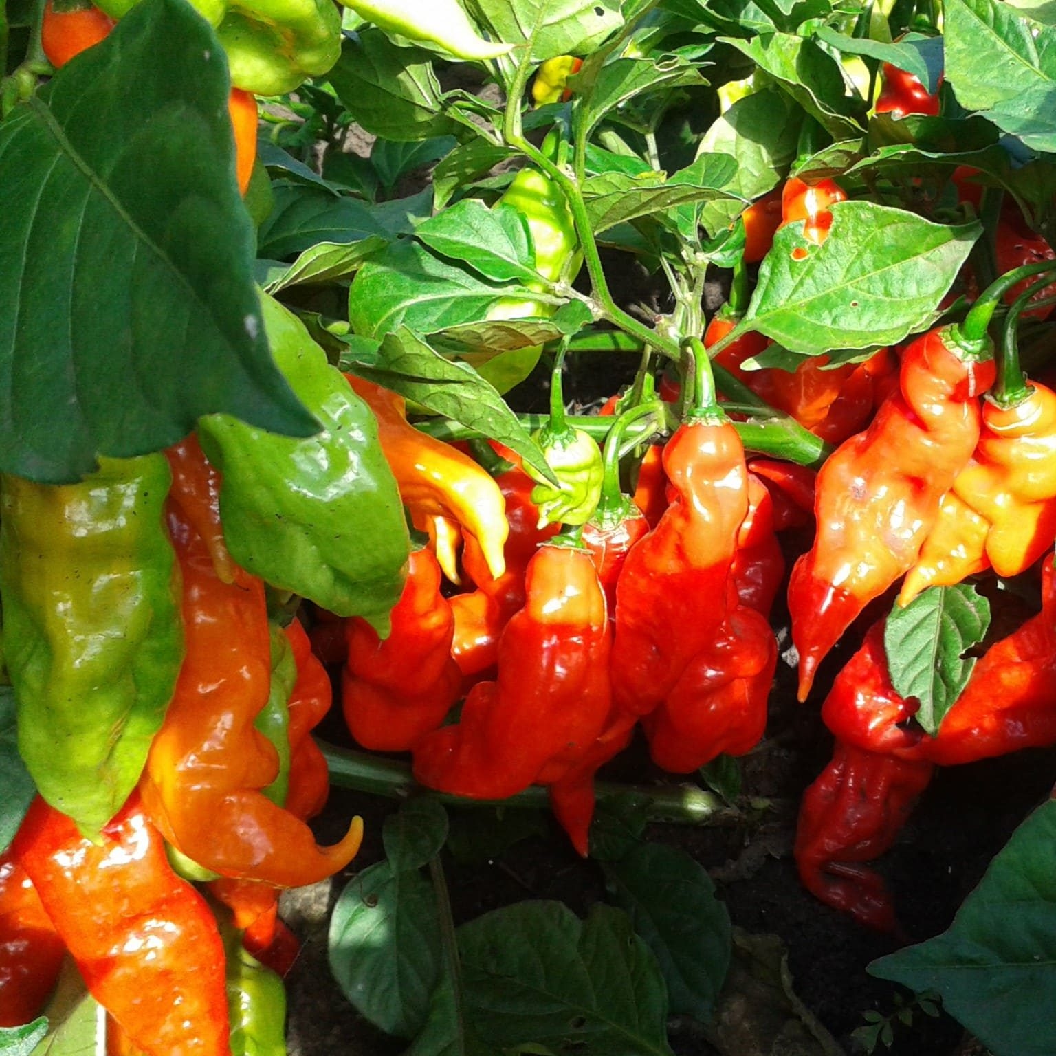 Chili Products